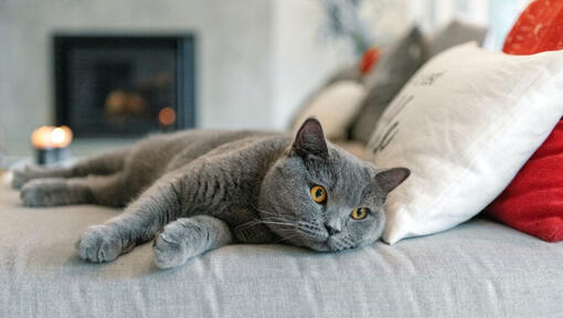 Britská krátkosrstá kočka dřímající na pohovce