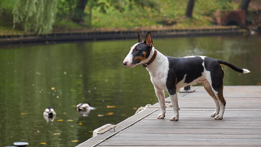 Bull Terrier Miniatura stojící u vody