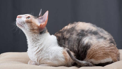 Cornish Rex kočka leží na pohovce