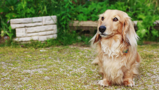 Miniature Long-Haired Dachshund standing in the yard