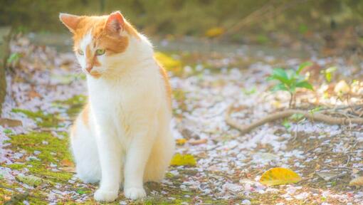 Japonská dlouhosrstá kočka Bobtail se prochází v parku