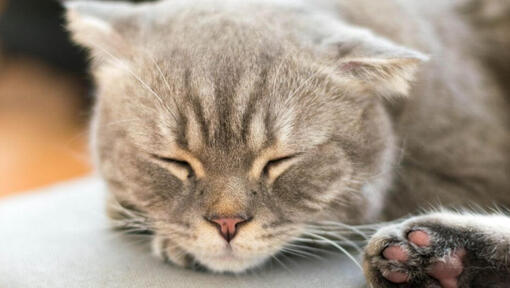 Japonská dlouhosrstá kočka Bobtail spí