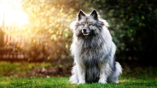 Keeshond
