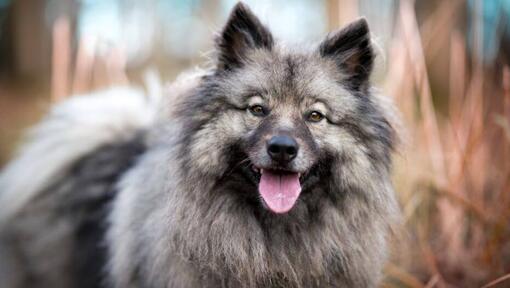 Keeshond