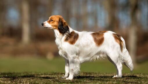 Kooikerhondje