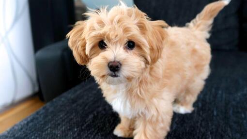 Maltipoo pes stojící na pohovce