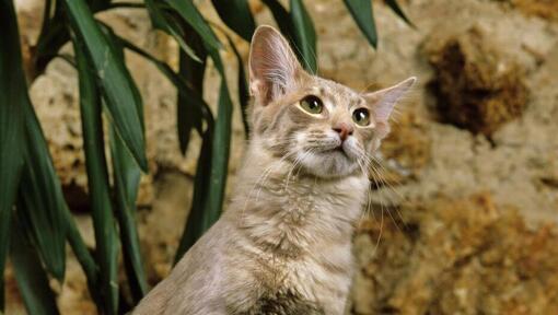 Orientální dlouhosrstá kočka stojí poblíž květináče