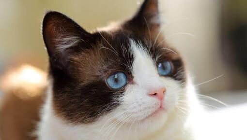 Kočka na sněžnicích s modrýma očima se hluboce dívá