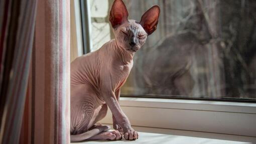 Sphynx kočka stojící na parapetu