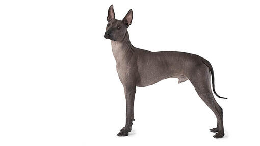 Mexický naháč (xoloitzcuintle)
