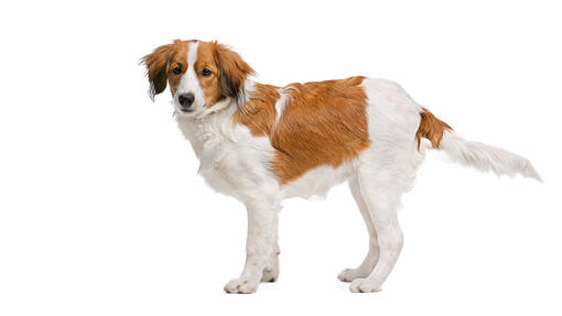 Kooikerhondje