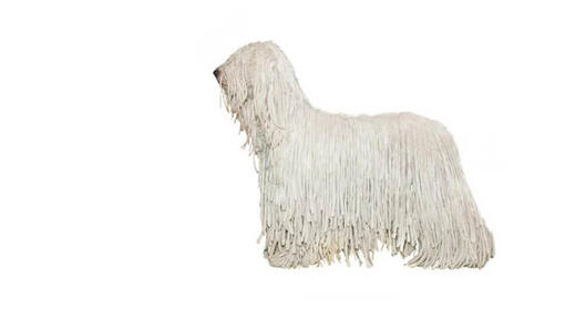 Komondor