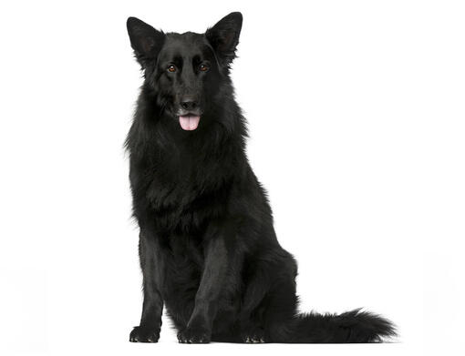 Belgian Shepherd Dog Groenendael