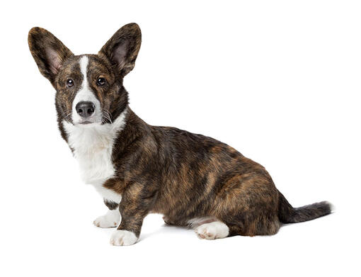 Welsh Corgi (Cardigan) (Medium/long coat) Mobile