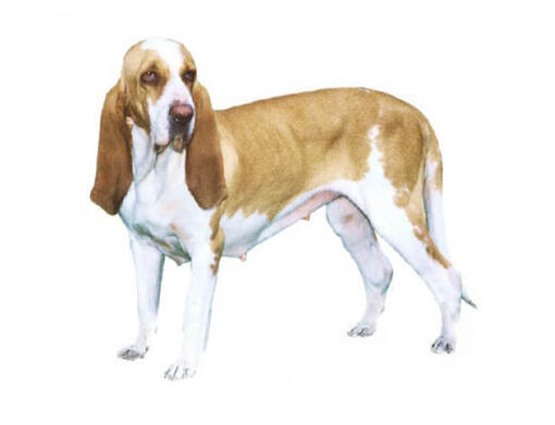 Italský segugio