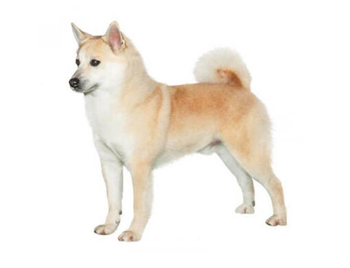 Norský buhund