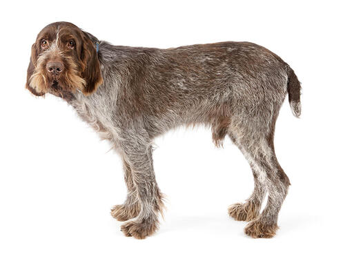 Italský spinone