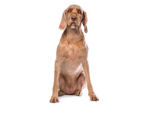 Maďarský ohař (vizsla) drátosrstý
