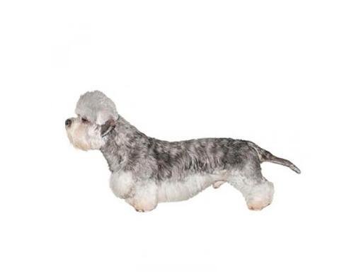 Dandie Dinmont teriér