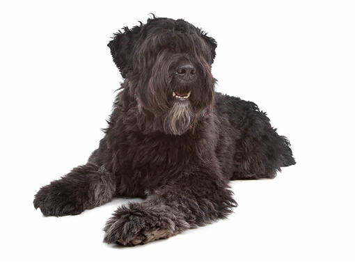 Flanderský bouvier