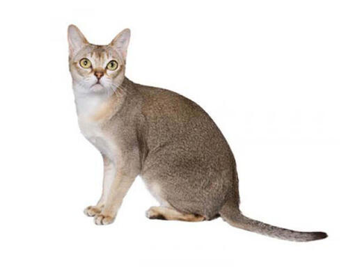Singapurská kočka