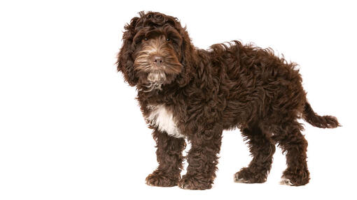 Cockapoo