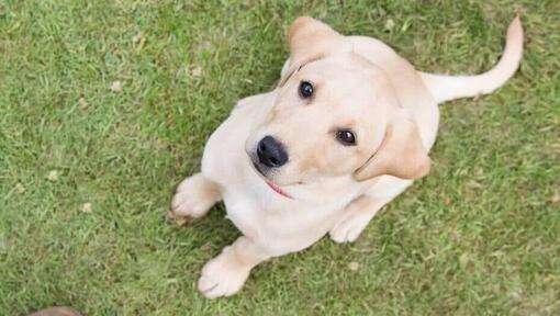 Štěně žlutého labradora vzhlédl k majiteli
