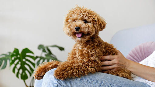 Maltipoo sedí na klíně majitele