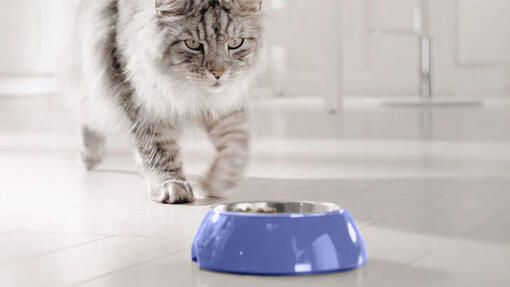 Kočka se blíží k modré misce s jídlem
