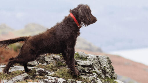 Pes vyhlížející na skalnatou krajinu