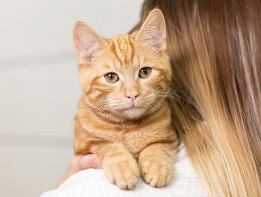 Zrzavá kočka na rameni majitele