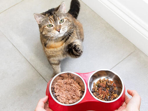 Kočka u misky s jídlem