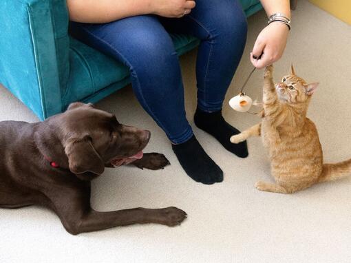 Zrzavá kočka a čokoládový/hnědý labrador seděli u krmení majitelů