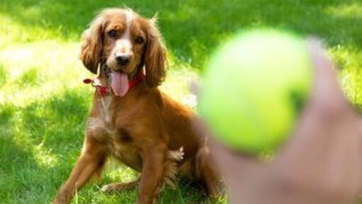 Pes sleduje tenisový míček