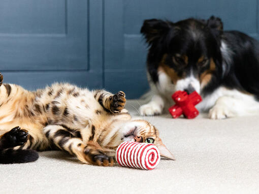 Kočka a pes si hrají s hračkami