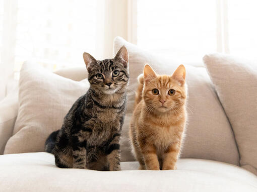 Brown and Ginger Tabby kočky sedí na pohovce