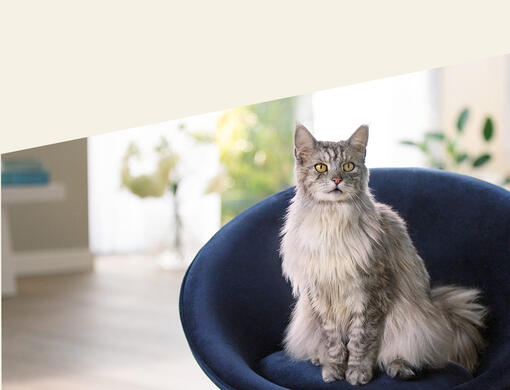 PURINA ONE