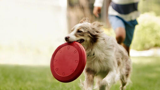 Kolie běží s frisbee