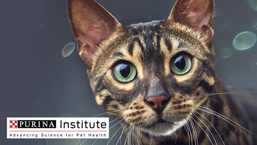 Logo Purina Institute a kočka