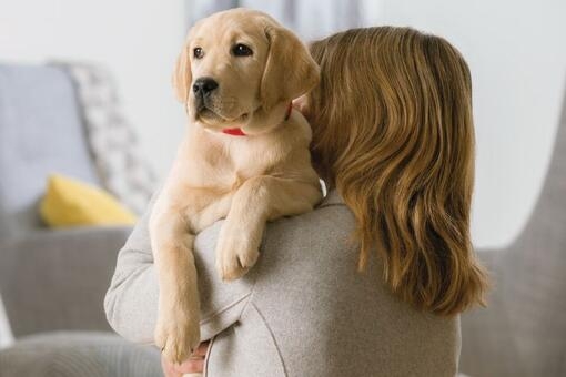Sampling PP DOG