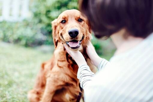 Sampling PP DOG