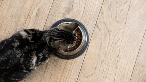 Kitten eating from bowl.