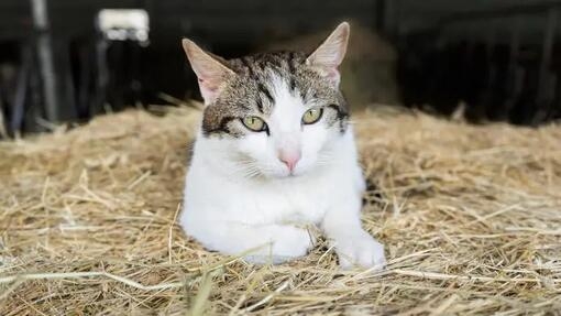 Adopting a Farm or Barn Cat 1