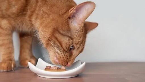Can cats eat pork? 
