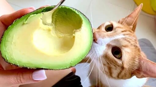 Can Cats Eat Avocado