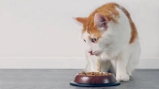 Can Cats Eat Garlic? 