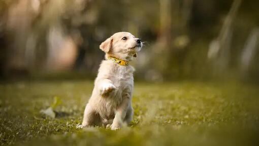 Clicker Train Your Dog