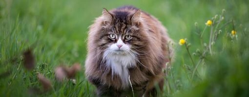Big cat names