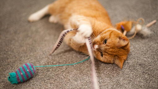 Ginger cat playing with a ribbon