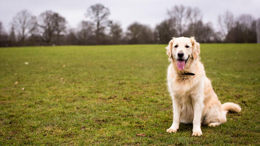 Dog sitting in a field